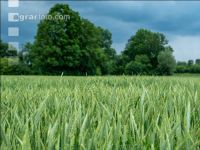 Triticale Blüte 33