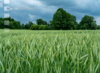 Triticale Blüte 32