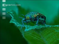 elm jewel beetle 2
