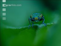 elm jewel beetle 1