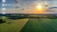 Grain fields June 2
