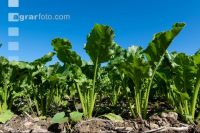 Beet rosette stage 13