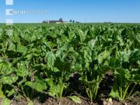 Beet rosette stage 12