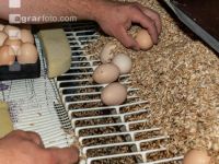 Eier Sortierung 41