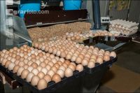 Eier Sortierung 38