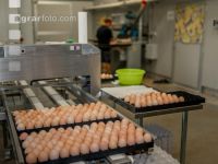 Eier Sortierung 35