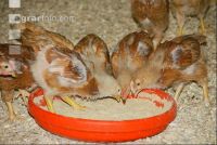 Broiler biological 11