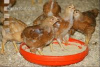 Broiler biological 10