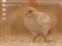 Bio Broiler 14