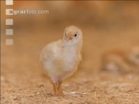 Bio Broiler 5