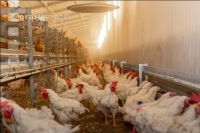 Broiler parent stock 88