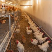 Broiler parent stock 87