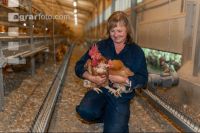 Broiler parent stock 84