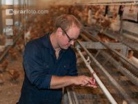 Broiler parent stock 76