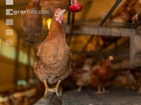 Broiler parent stock 68