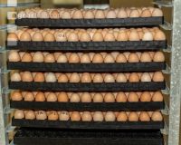Eier Sortierung 32