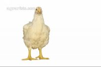 Masthähnchen