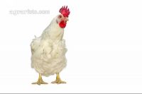 Rooster 1