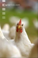 Broiler paddock 41