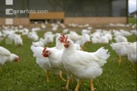 Broiler paddock 26
