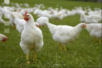 Broiler paddock 25