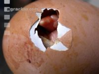 Chicks hatching 18