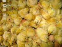 Chicks hatching 3