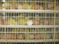 Chicks hatching 2