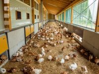 Broiler biological 84