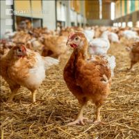 Broiler biological 83