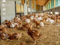 Broiler biological 82