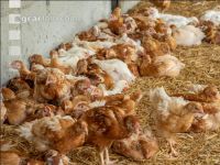 Broiler biological 81