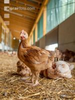 Broiler biological 80