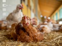 Broiler biological 79