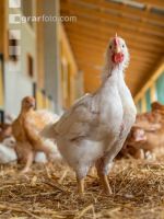 Broiler biological 78