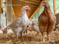 Broiler biological 77