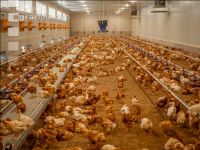 Broiler biological 76