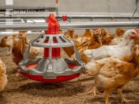 Broiler biological 75