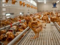 Broiler biological 74