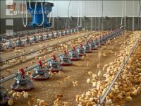 Broiler biological 73