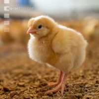 Broiler biological 71