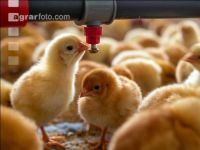 Broiler biological 70