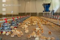 Broiler biological 69