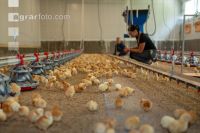 Broiler biological 68
