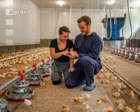 Broiler biological 67
