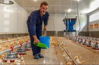 Broiler biological 63