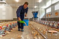 Broiler biological 62