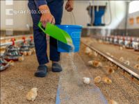 Broiler biological 61