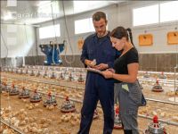 Broiler biological 56