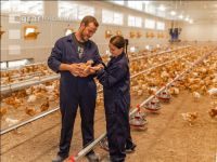 Broiler biological 48